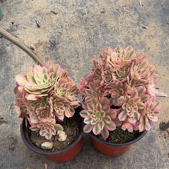 多肉植物组合两个8