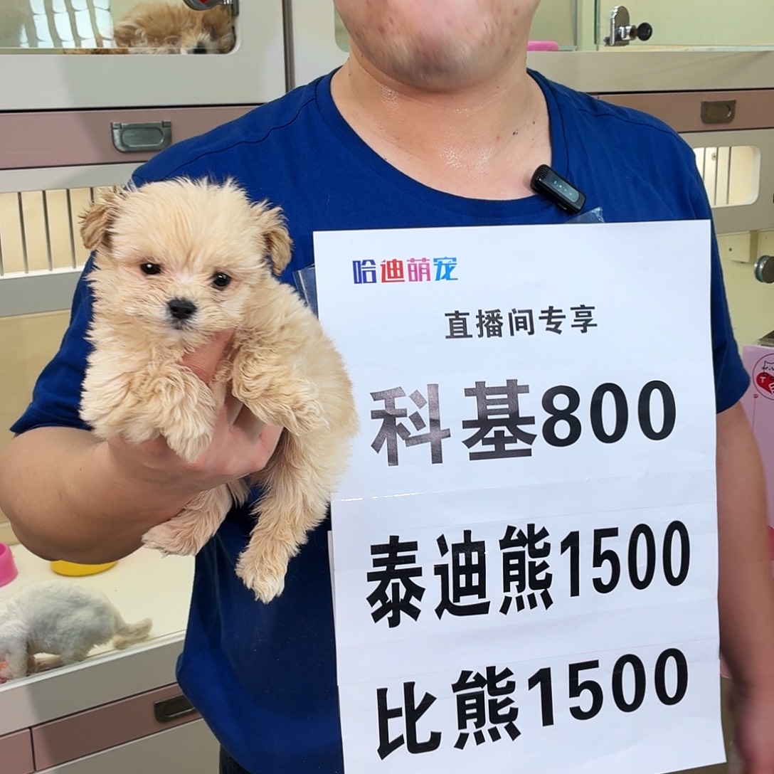 马尔泰弟弟上海专拍