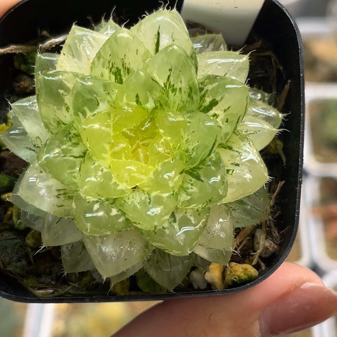 8翠云锦福利专场多肉