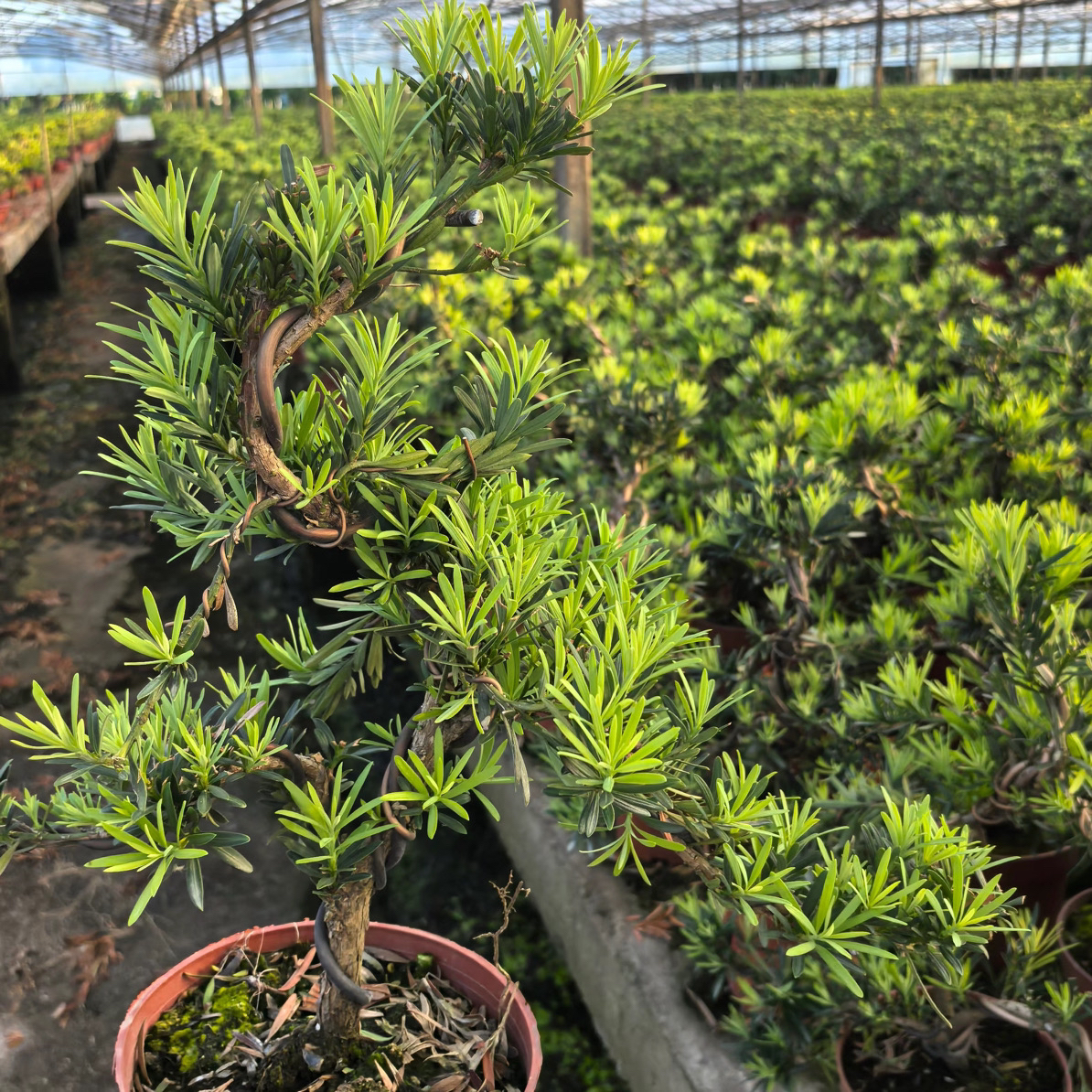 原生小叶雀舌罗汉松，1棵，四季长青，一物一拍