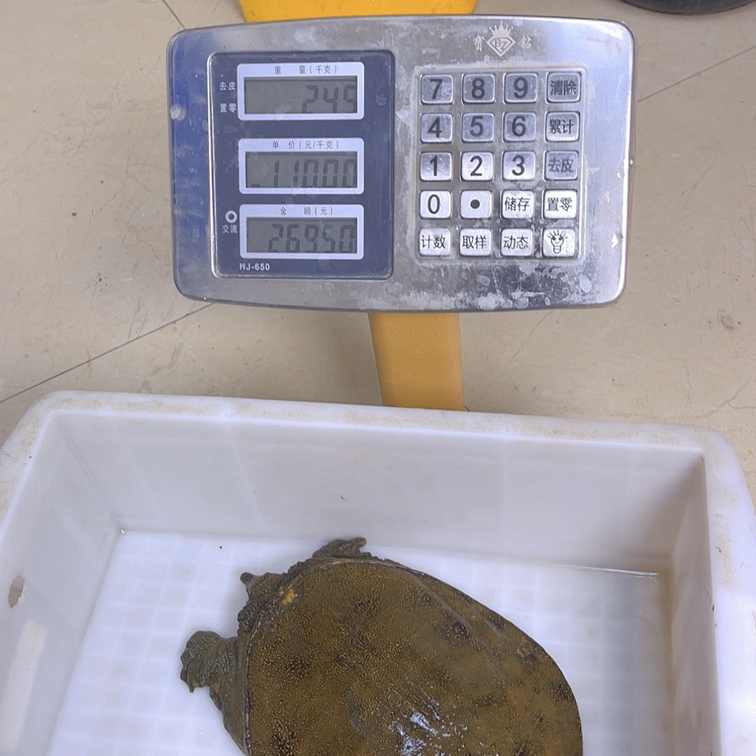 中国大陆野生甲鱼包邮包活