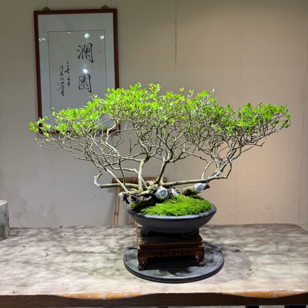 海岛栀子花矮霸精品盆景适合室内外造景装饰