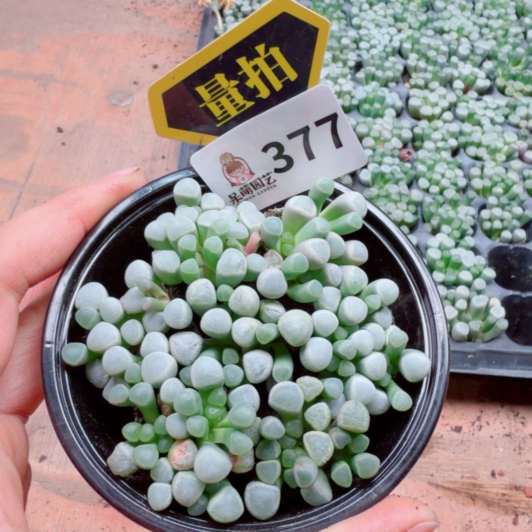 多肉植物多肉植物