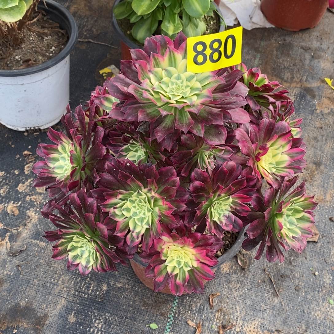 天河多肉法师880