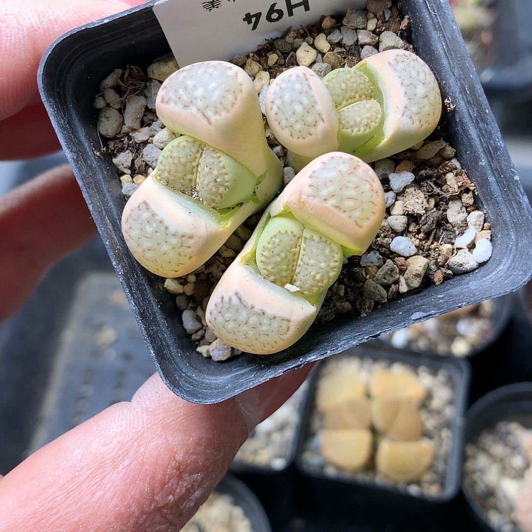 H94多肉植物保护