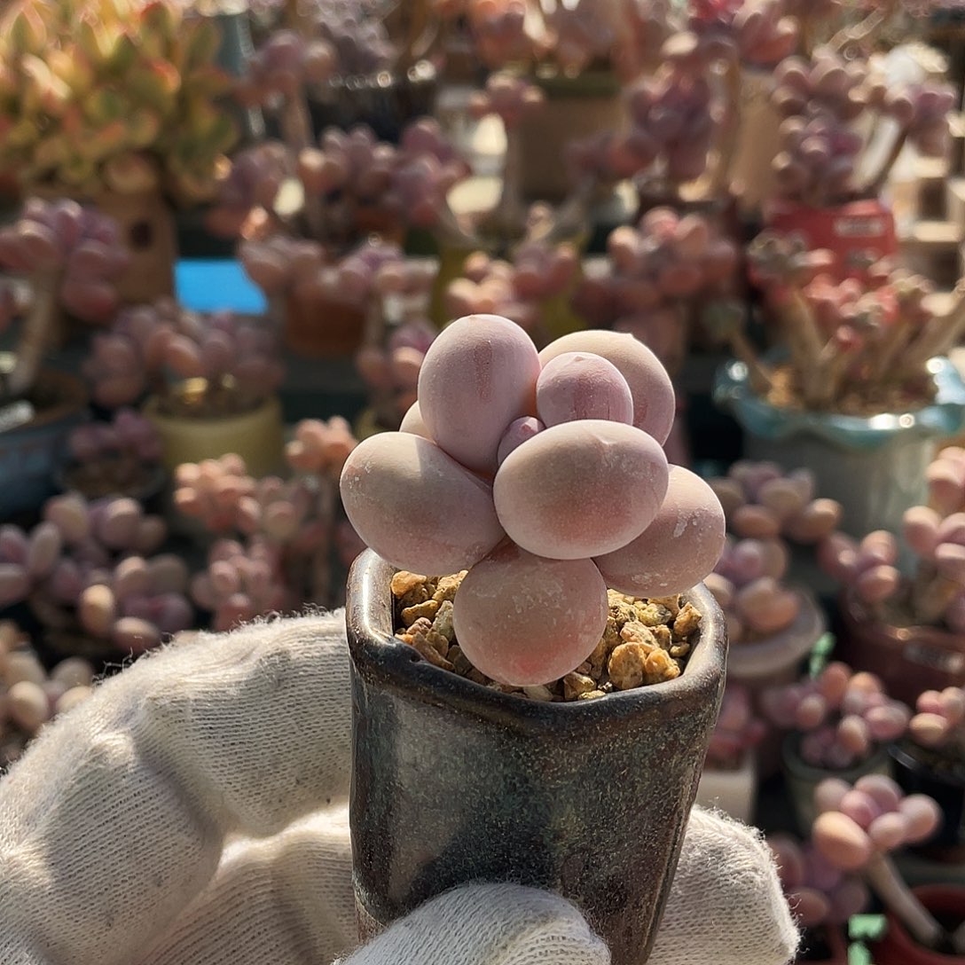 （***）多肉植物的生长发育