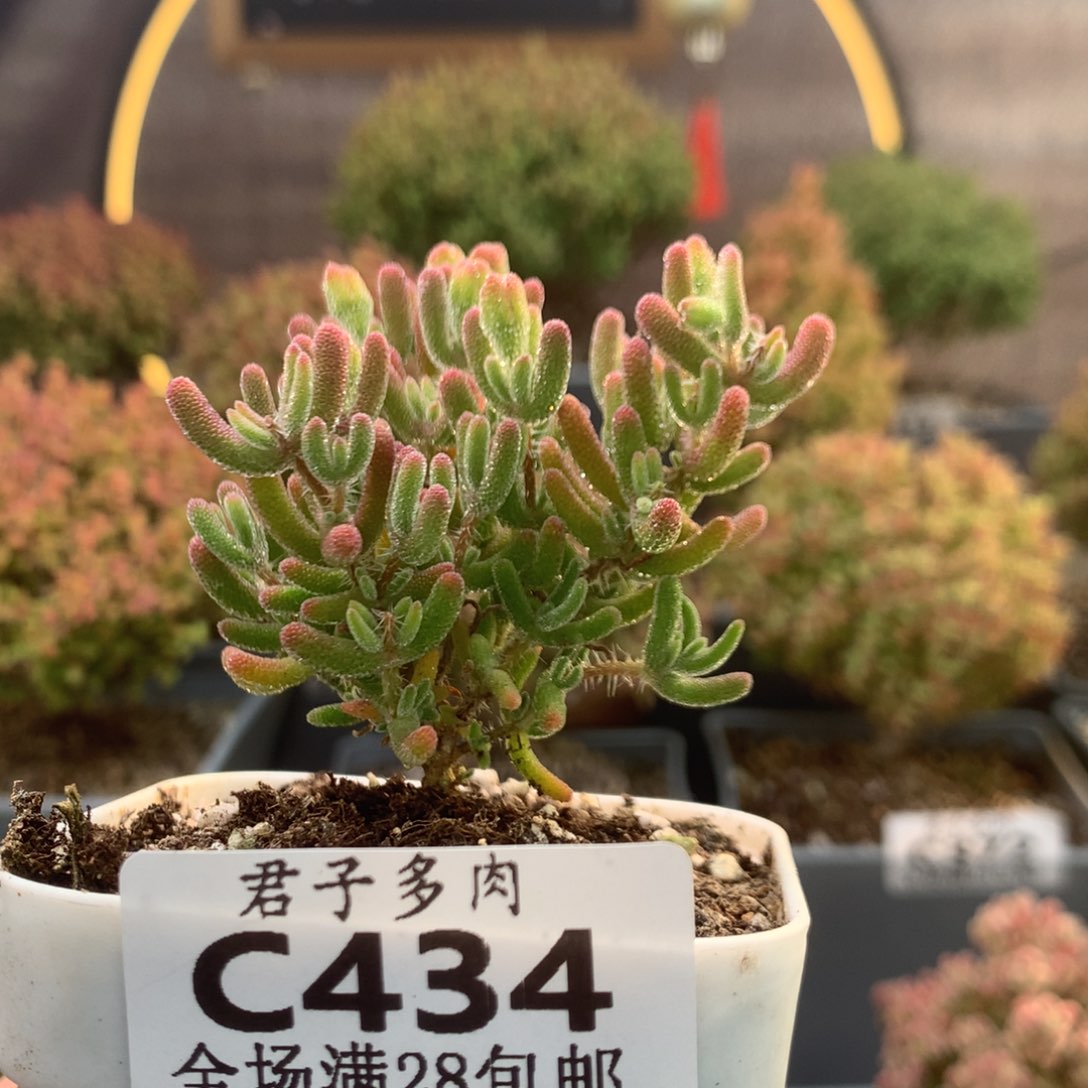 c434冰橙枝干番杏