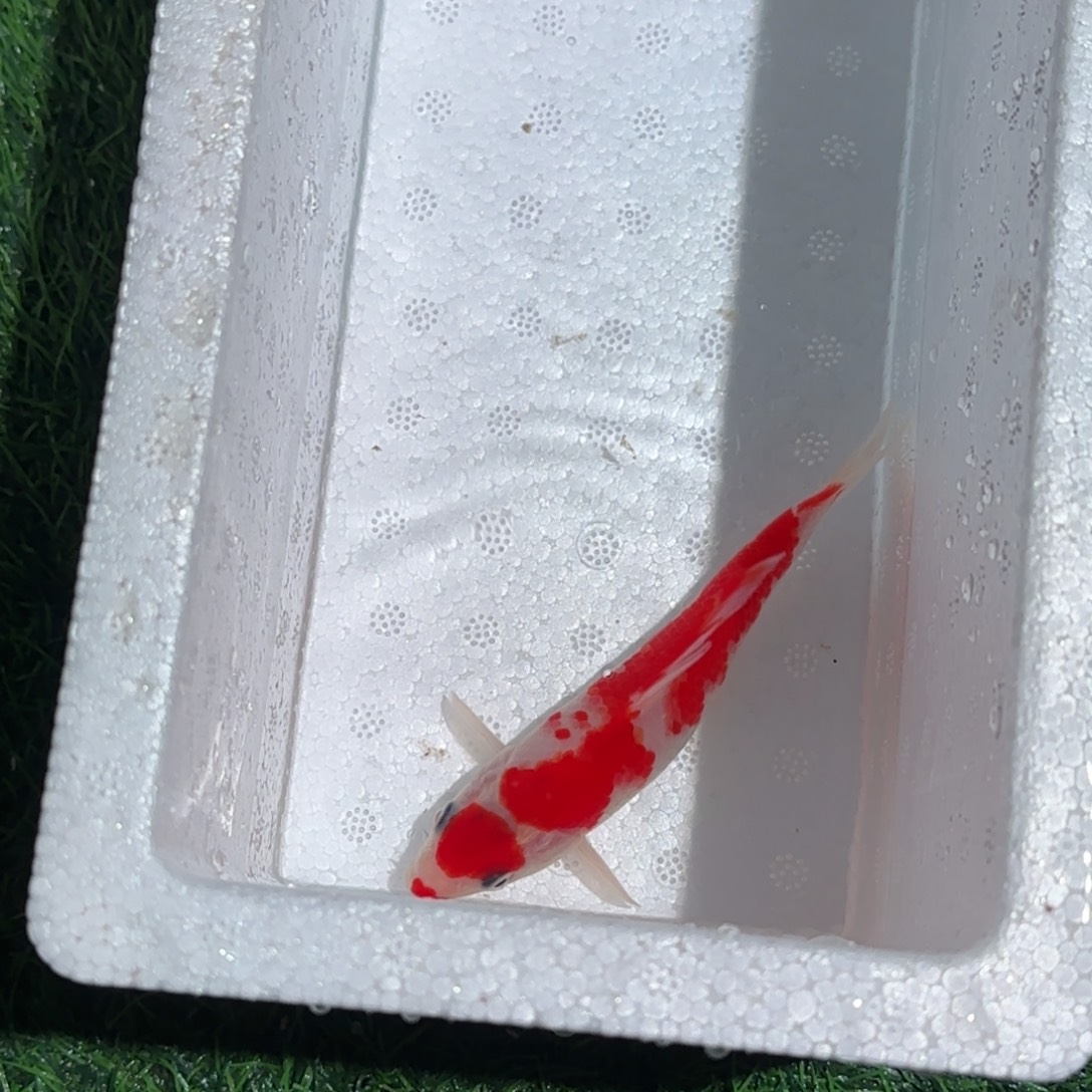 锦鲤锦鲤 观赏鱼 锦鲤