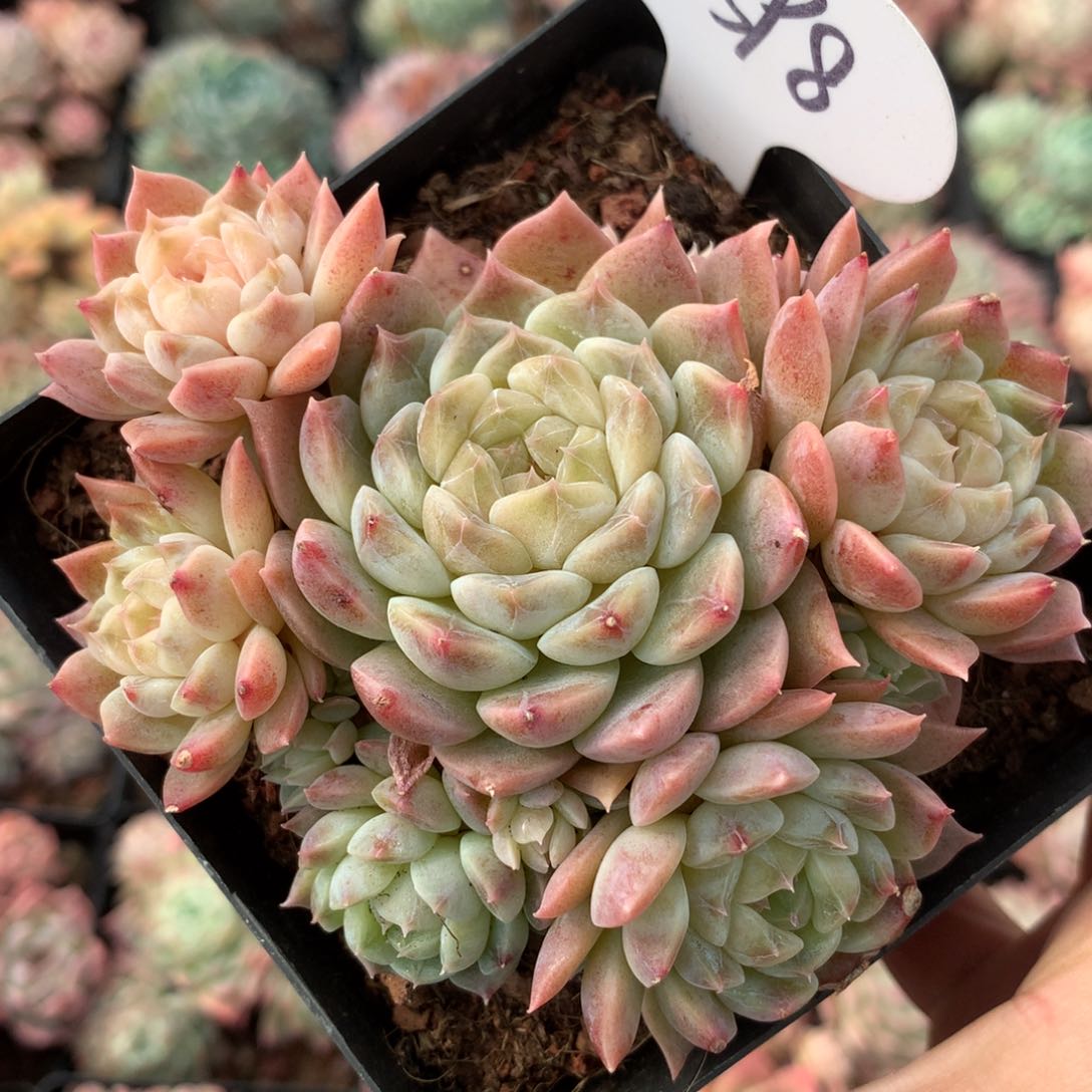 17头冰魄无砍老桩4398