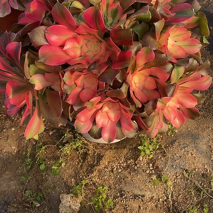 多肉植物香妃551多肉
