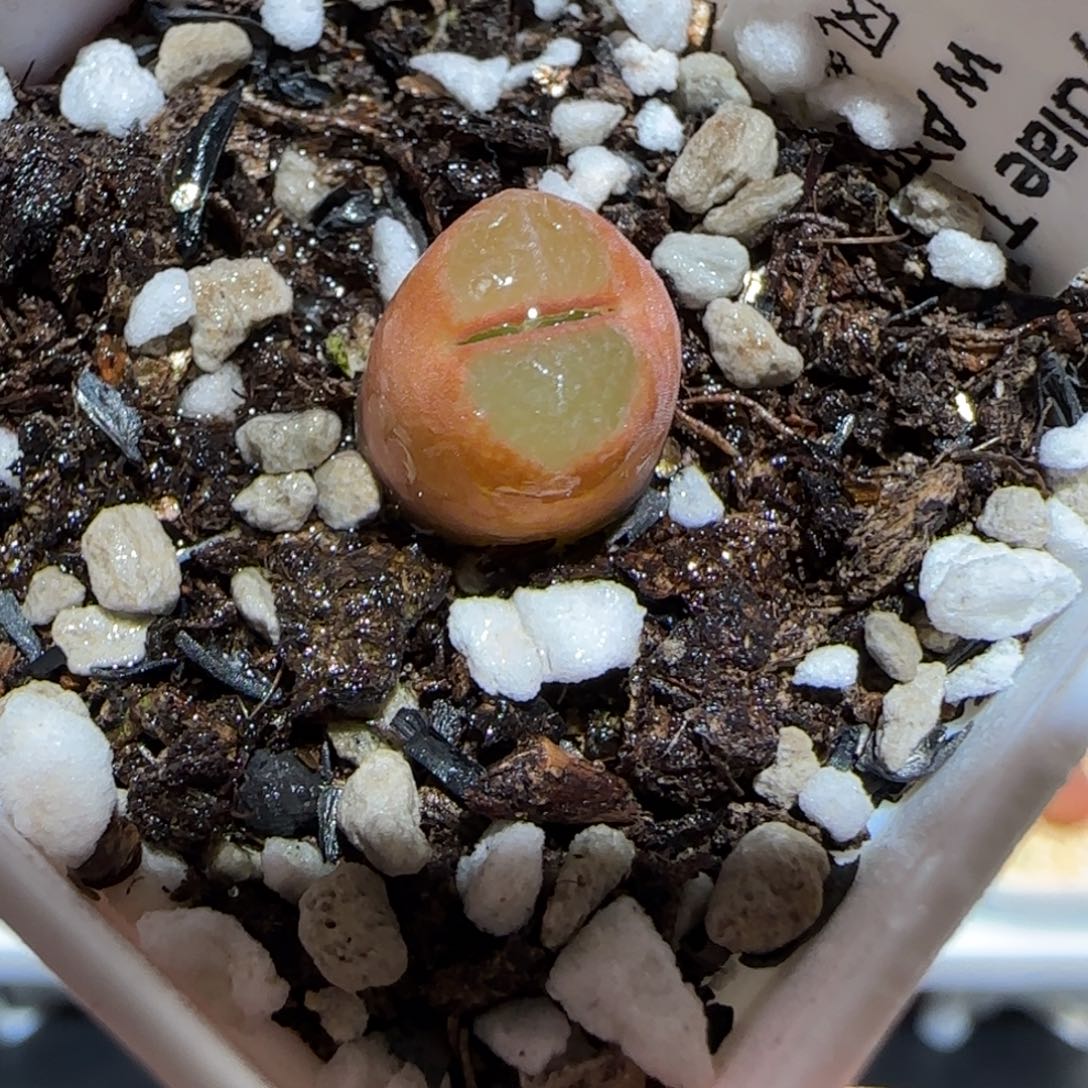 肉锥多肉植物百科-1797.7风铃278