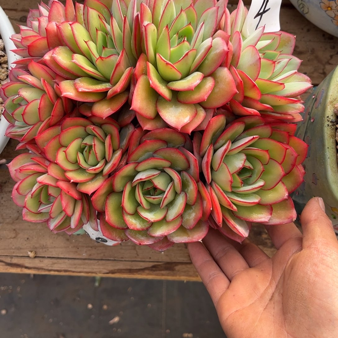 柠***茶12.20-4牡丹亭11111111111