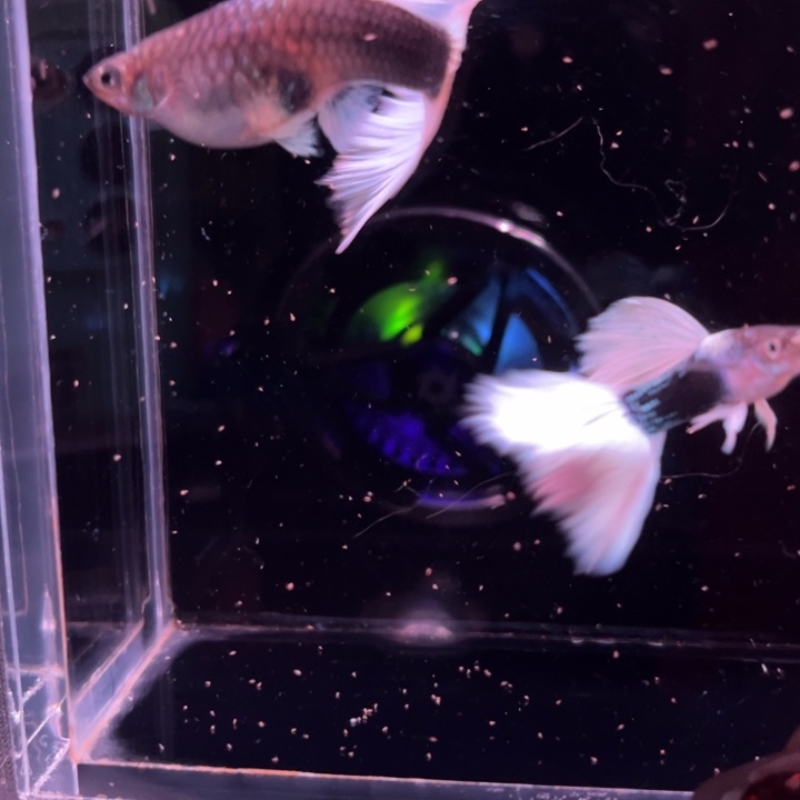 海水鱼赛线黄礼服1对