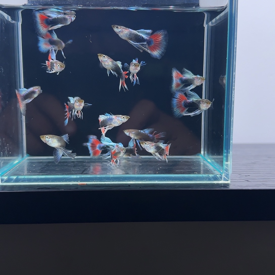 孔雀鱼蓝礼服长公1缸