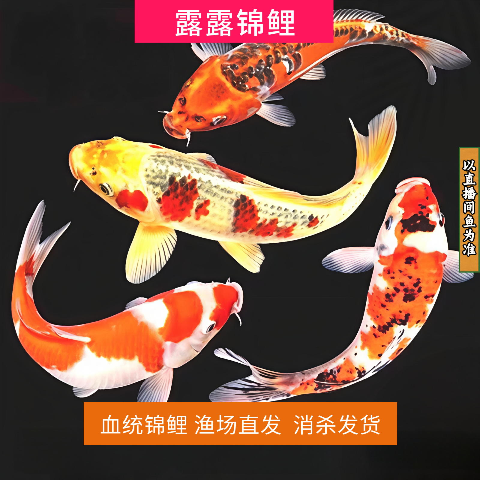 【20-23cm2条装】红白大正茶鲤空鲤落叶混搭观赏冷水锦鲤