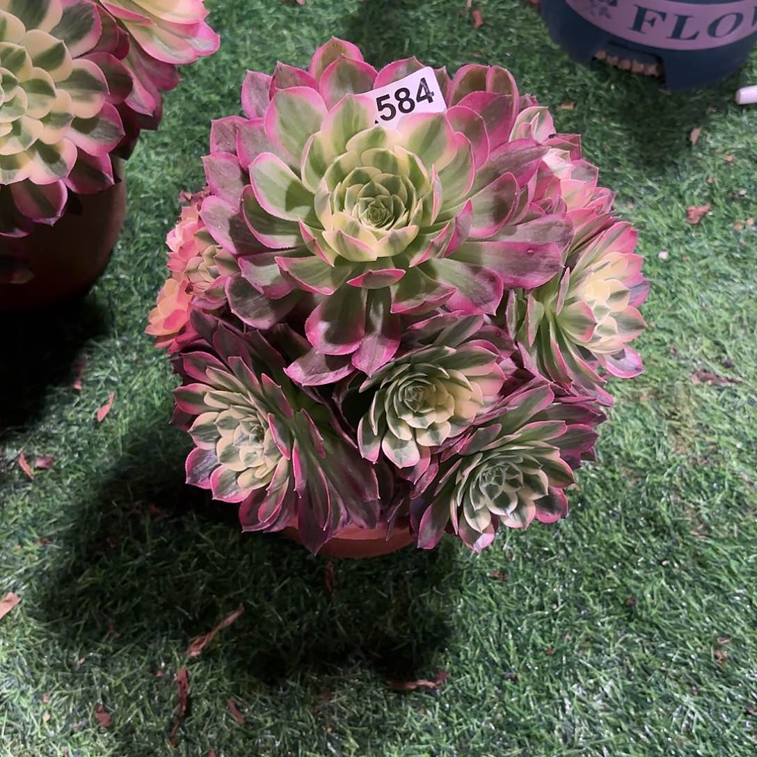 多肉法师海王584