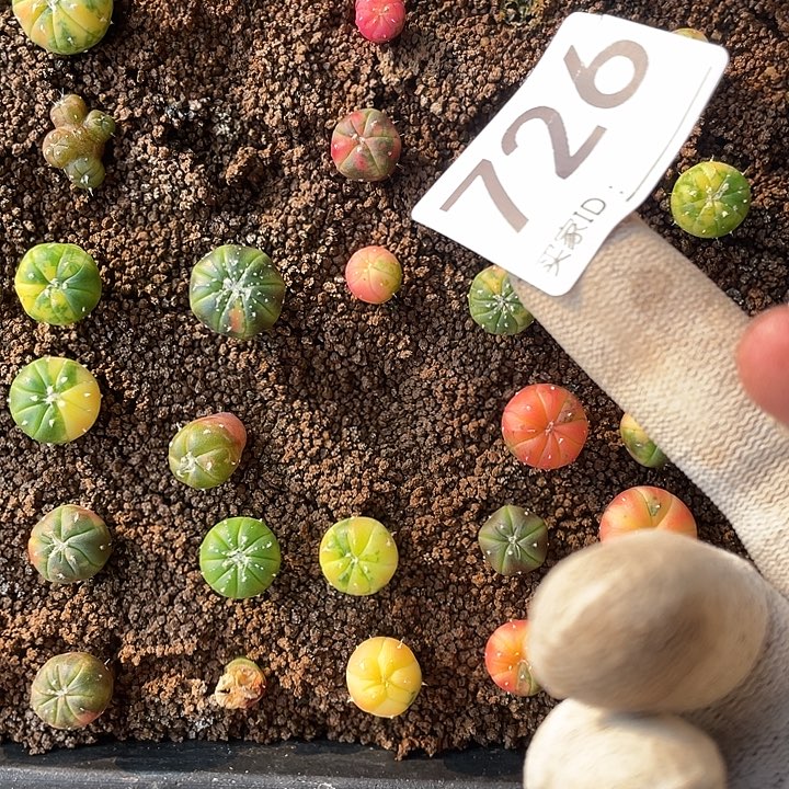 h***z仙人球兜锦726号一个