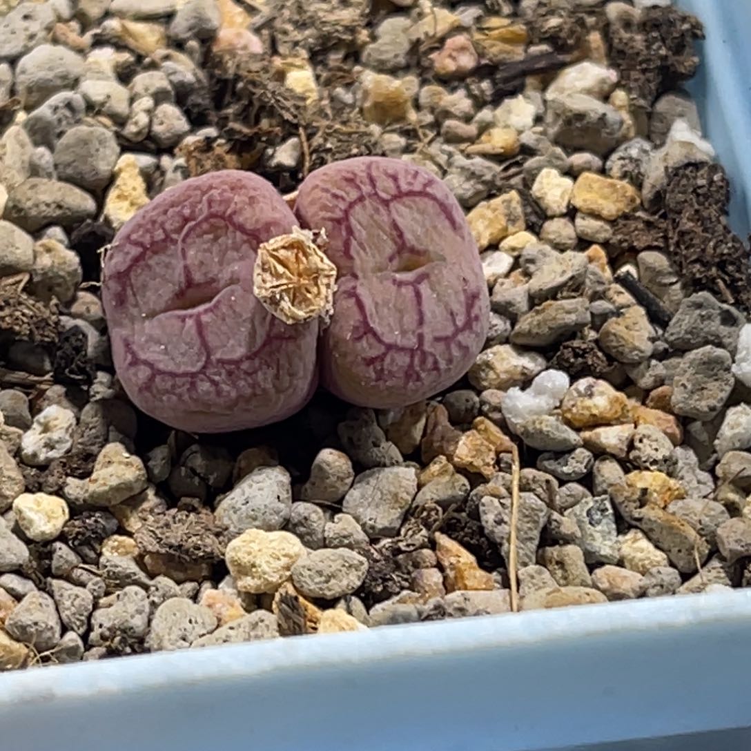 4776双头毛杂1母本