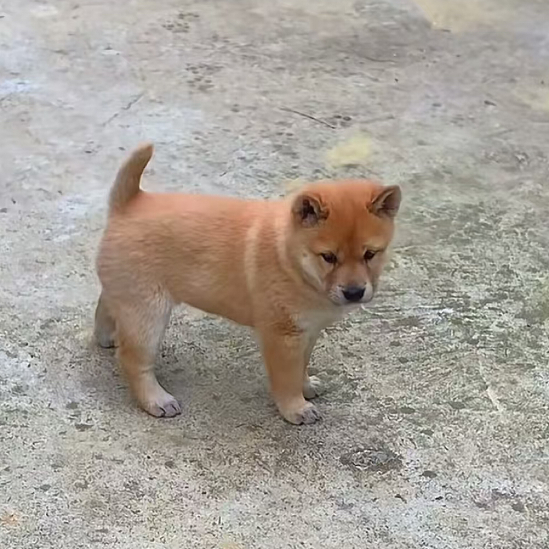 通用狗狗活体链接