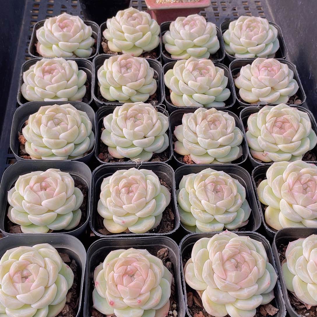 量拍27号冰透雪团子单头一个