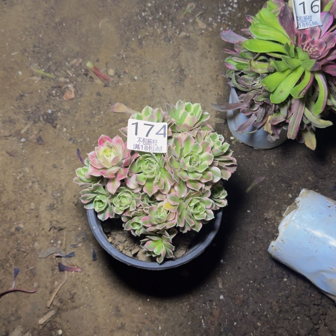 174号多肉植物法师白凤