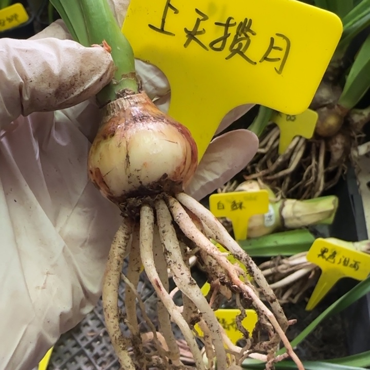 无花朵上天揽月3+