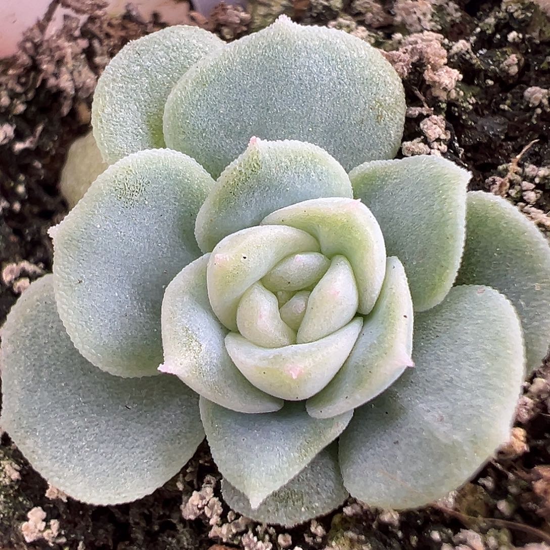 新品 茉莉。 独家。