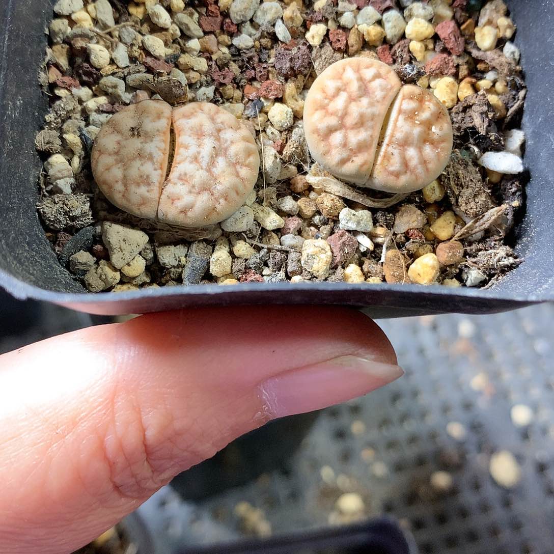 A459多肉植物保护研究所