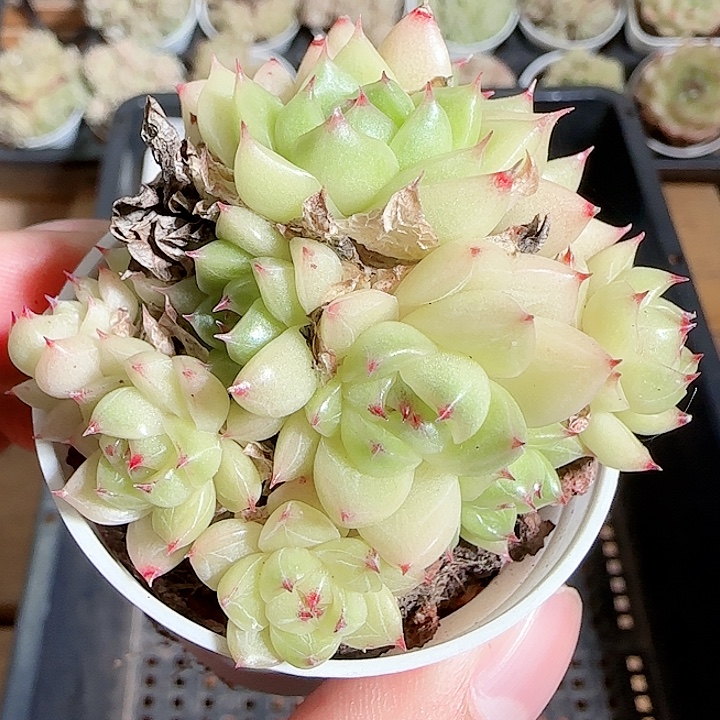 1118------220麦秆