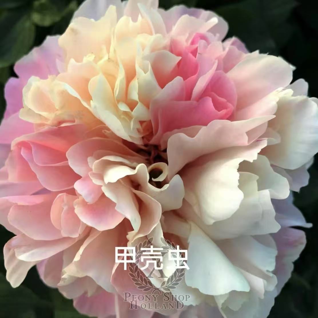 【进口芍药种苗-甲壳虫Kantharos】复色早期 秋季裸根发苗 包对版