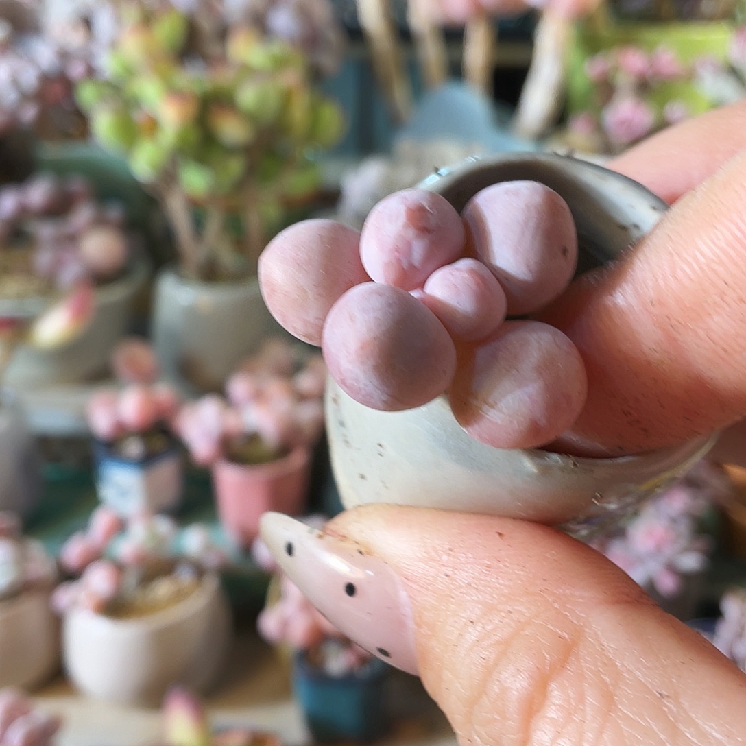 彪***子多肉植物的生长发育和