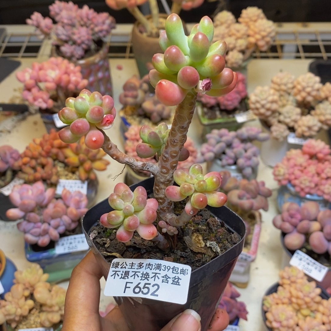652派大星多肉6c m
