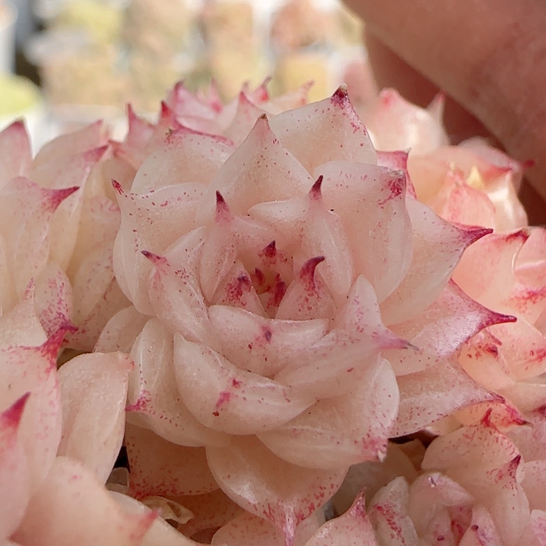 端**雪【闪购商品】0125-98麦杆专拍