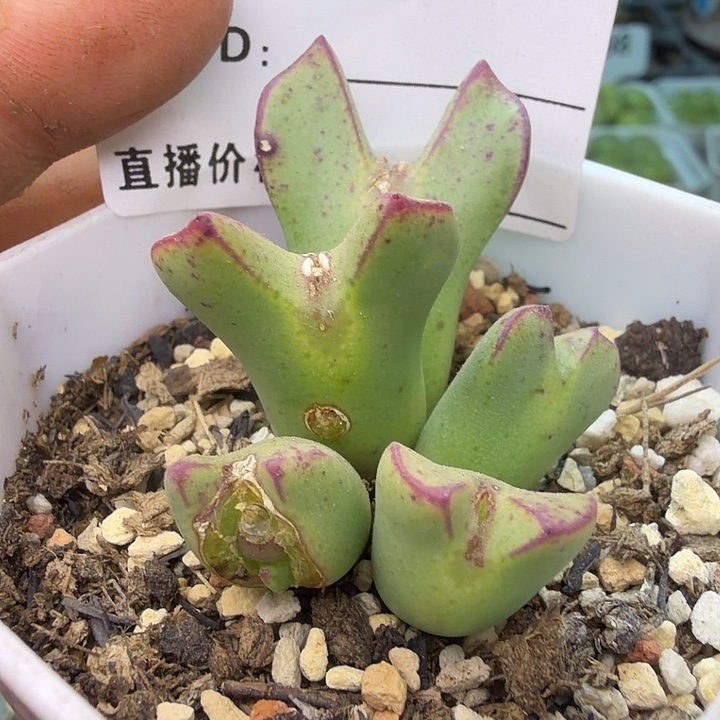 281。满38包邮肉锥