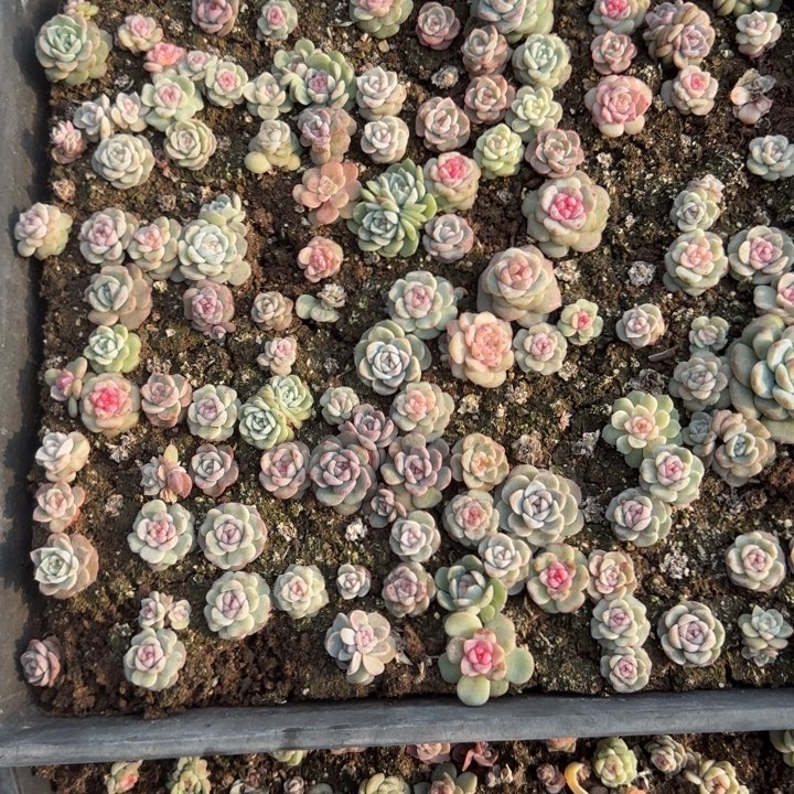 17号王者系列多肉一框