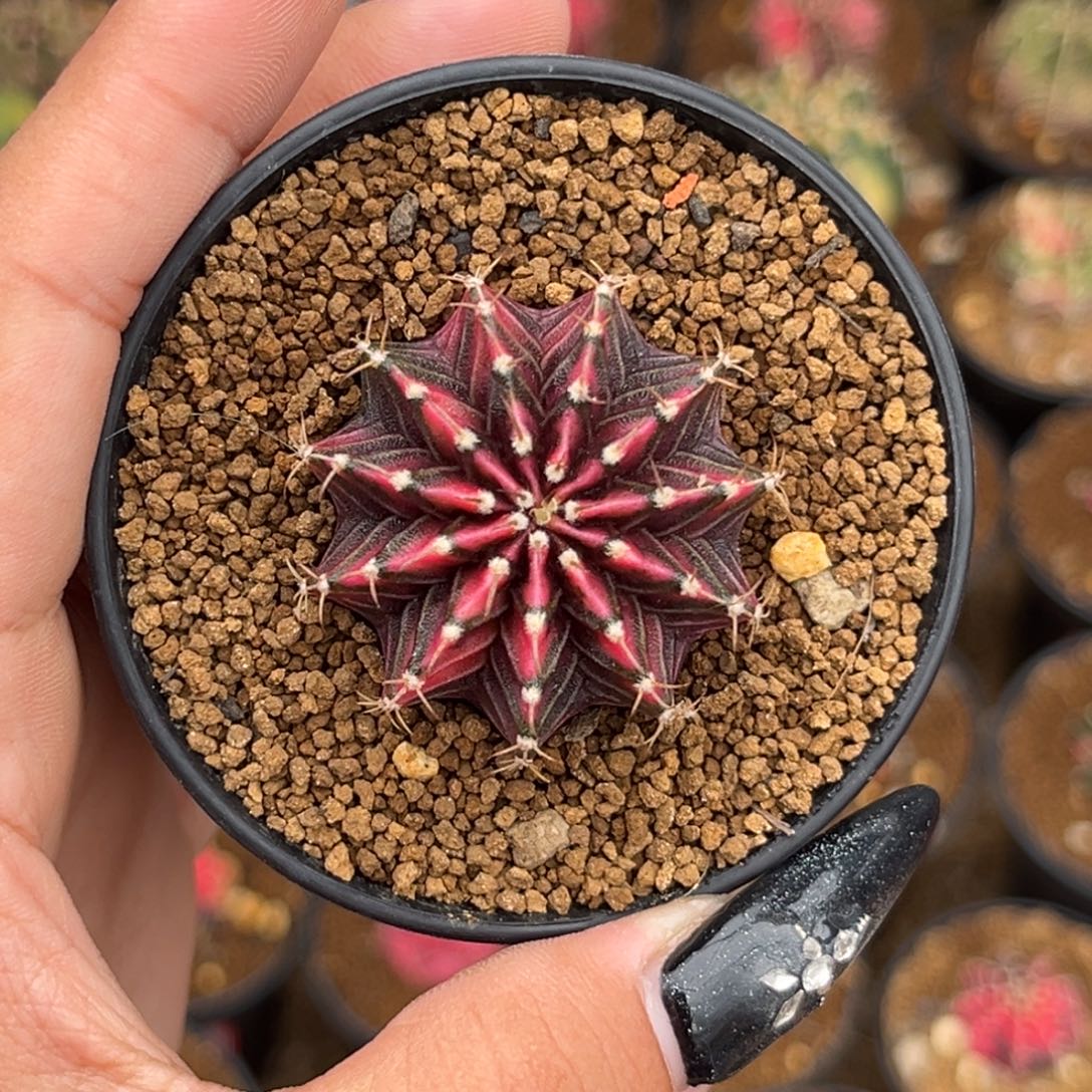 A8 泰系肋骨锦 带盆土发货