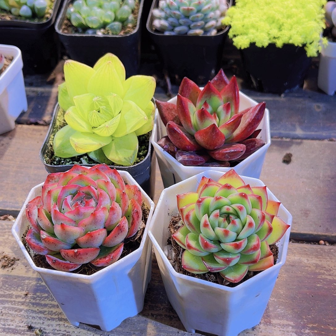 黄金雨露。侧影。  月亮石。罗卡