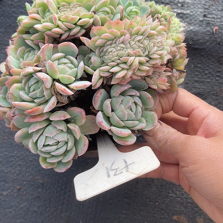 两单包邮，一物一拍31倍瑞缀