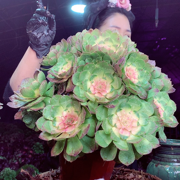 柒柒精品多肉脱土发货不包断侧枝309