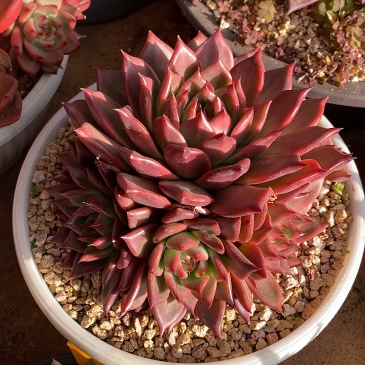 D007- 直播福利红珍珠