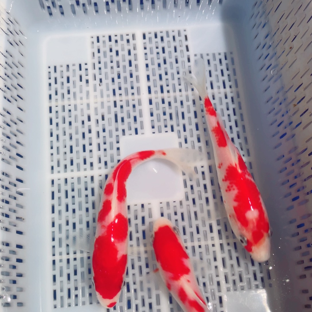 锦鲤锦鲤观赏鱼161718