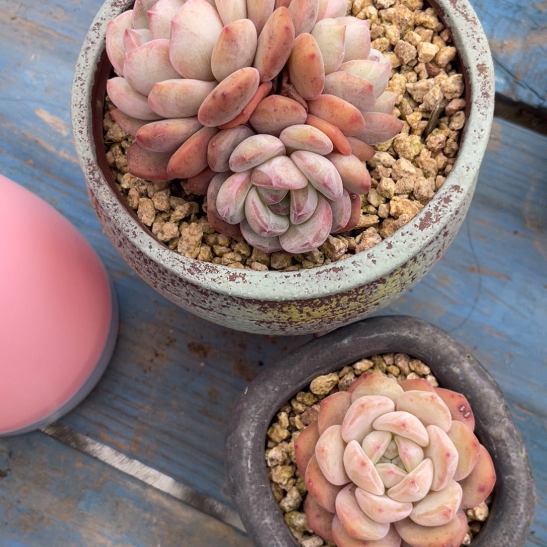 多肉植物盆栽多肉