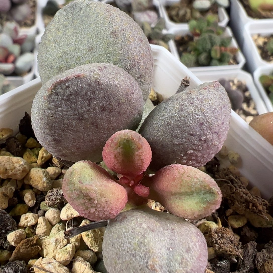 圆胖款老桩新品多肉植物水泡