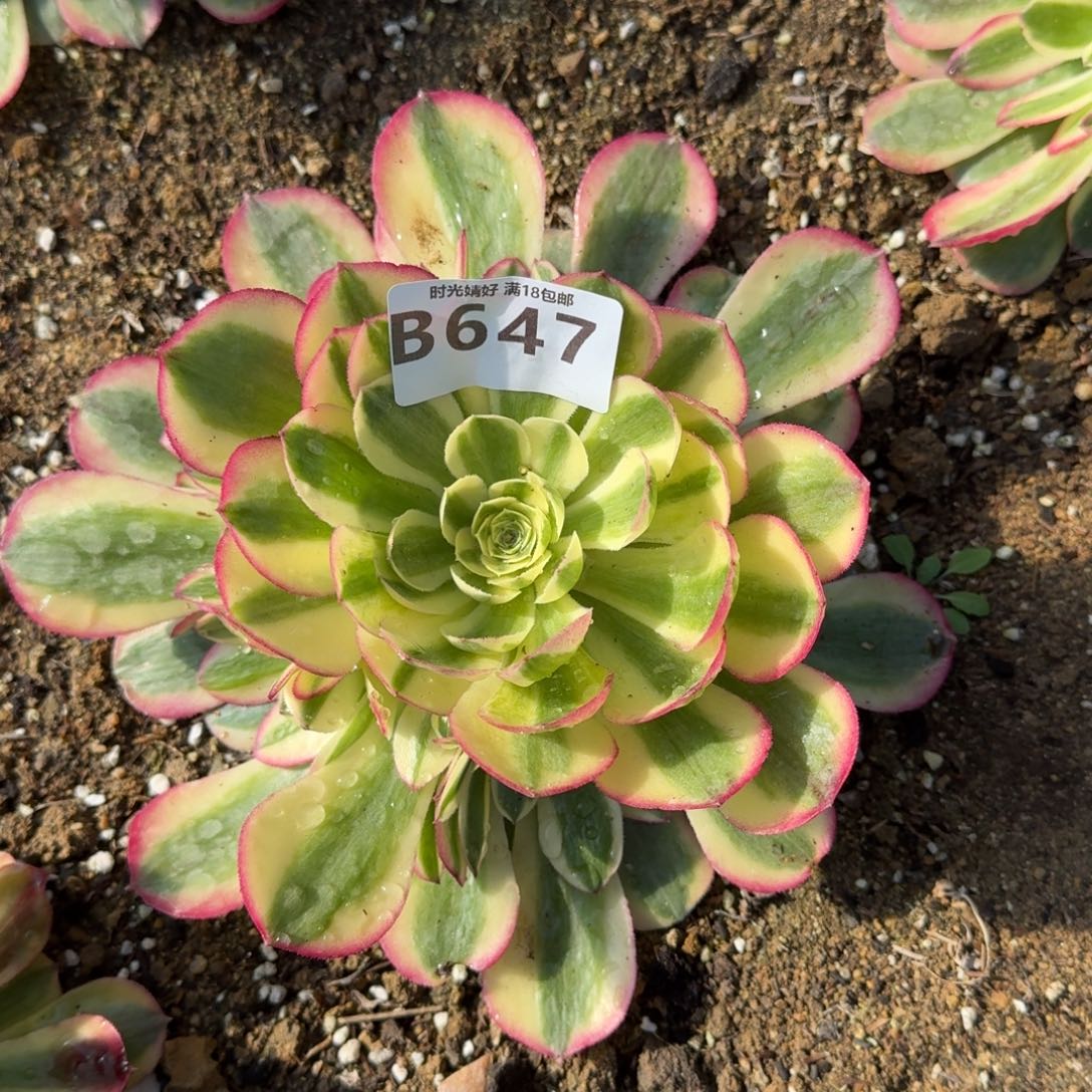 647玉姿多肉植物
