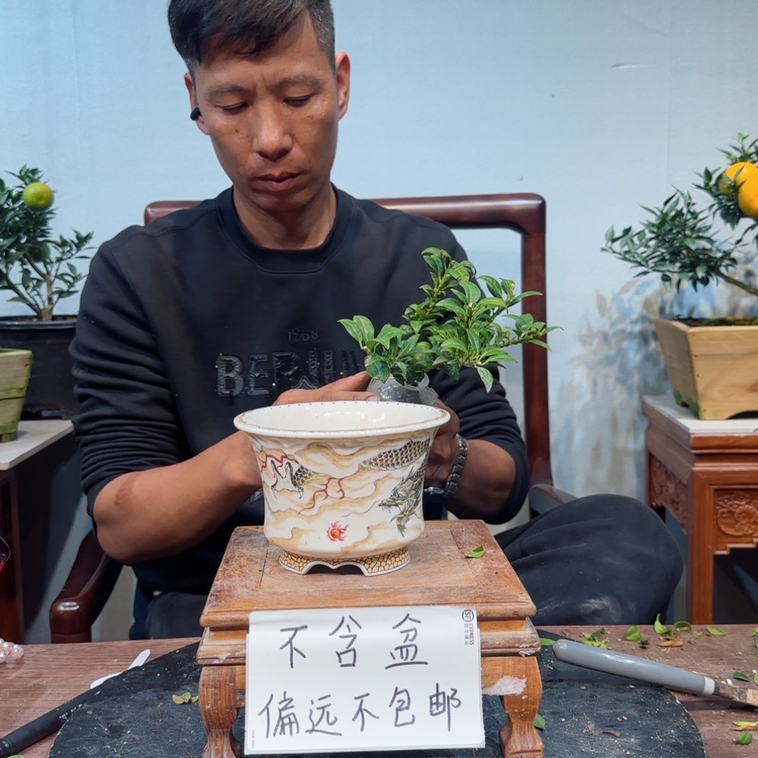 当前无花朵，栽培后可花朵蟹*