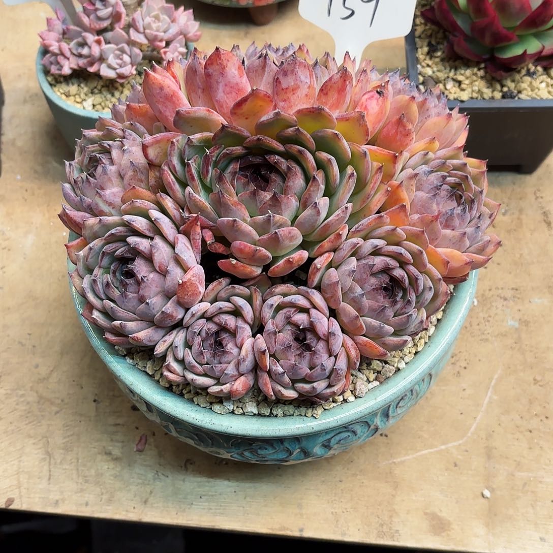 多肉植物，蓝莓159号