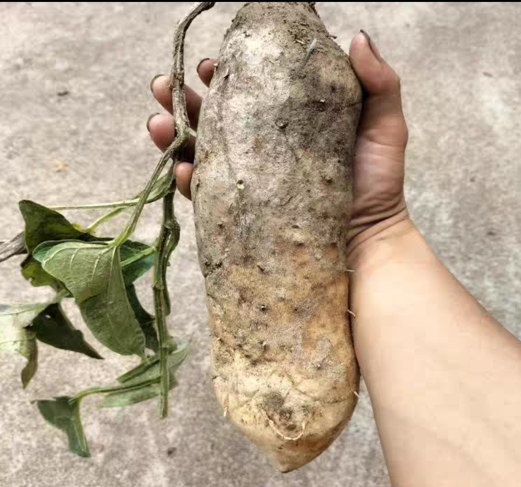 新鲜现挖沙泉白薯