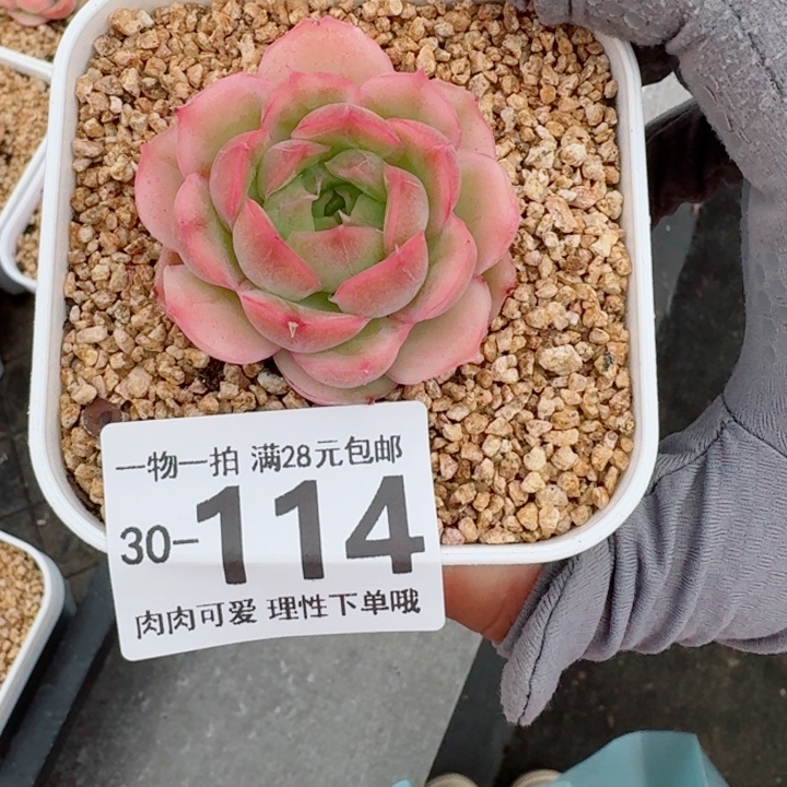 水晶虾饺多肉多肉多肉植物多肉