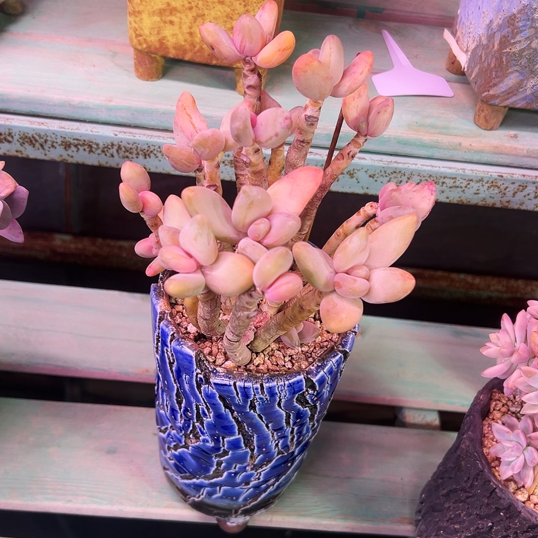 香蕉美人木质化老桩