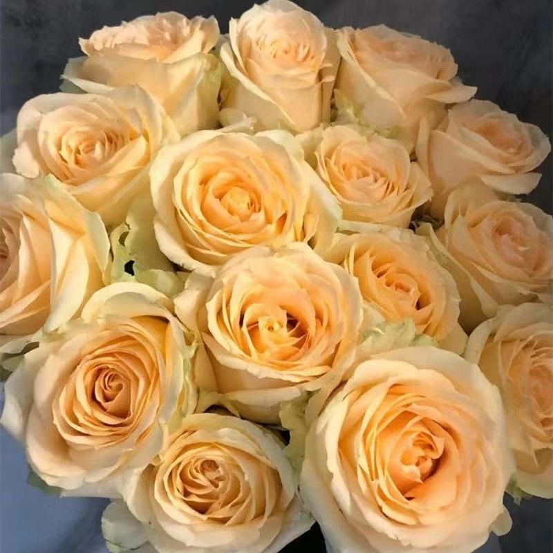 【包邮】香槟玫瑰鲜花基地直发